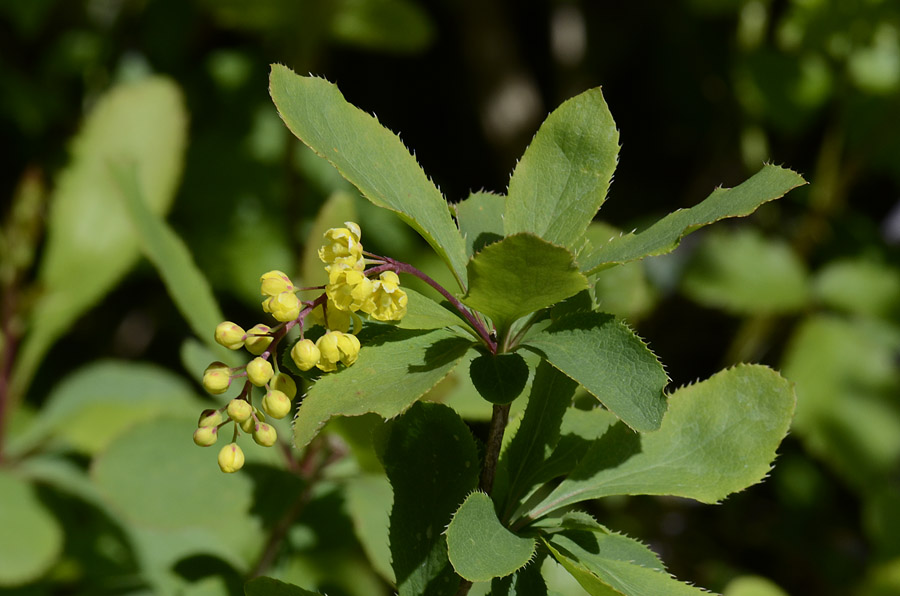 Berberis vulgaris, frutti e fiori